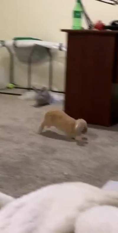 Max enjoys being an acrobat for Coco.