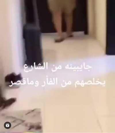 They got a cat from the streets to catch a mouse at home.