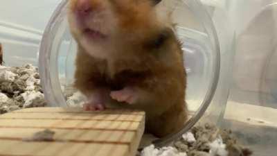 Hamster noises (and bonus stretch!)