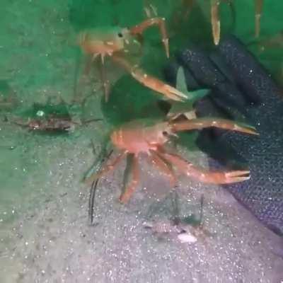 🔥 Curious crabs inspecting a diver