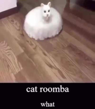 Cat roomba😳