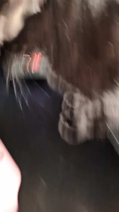 Me: I wonder why my wrists hurt. Also me: * maximum speed bongos *