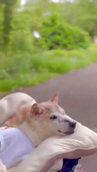 Last moments of Kabosu - the meme ‘doge’.