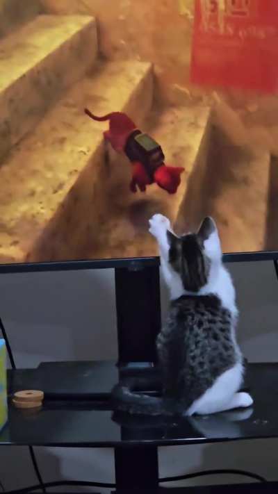 Kowalski loves Stray