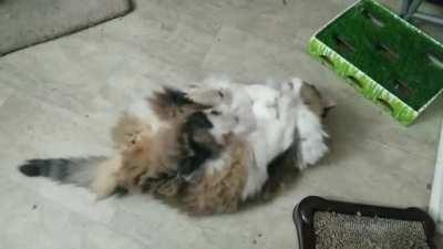 Fluffy cat loves her new ball