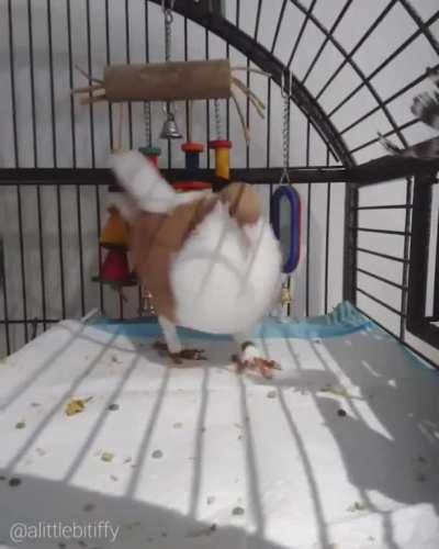 Front-facing cameras confuse Riddle (and he apparently confuses my phone's focus)