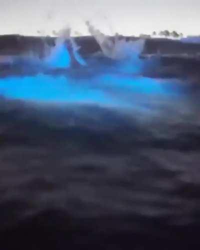 Bioluminescent Algae