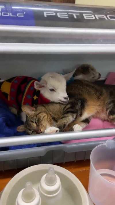 Tabitha the cat volunteering to help look after new arrivals, Bubbles and Squeak, at Edgar’s Mission in Australia