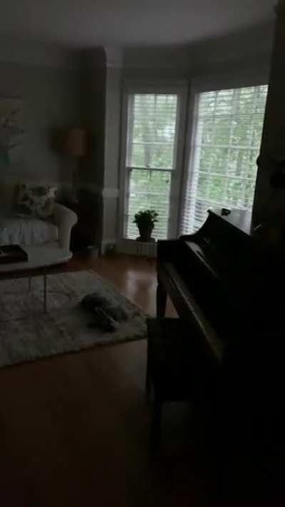 My dog loves the rain just as much as we do