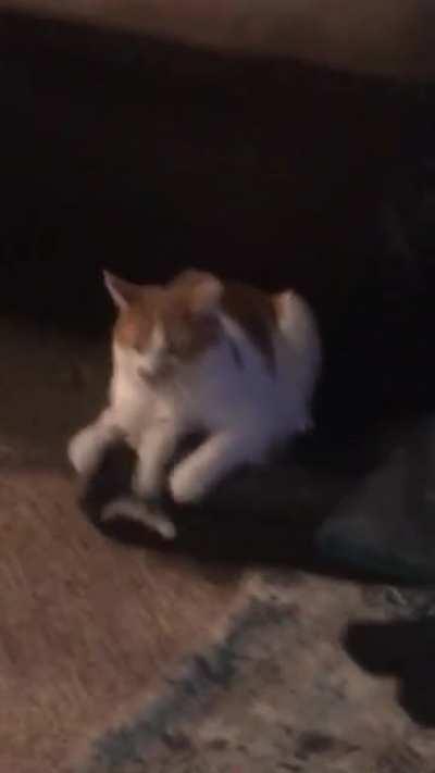 Flopping fish toy slaps cat silly