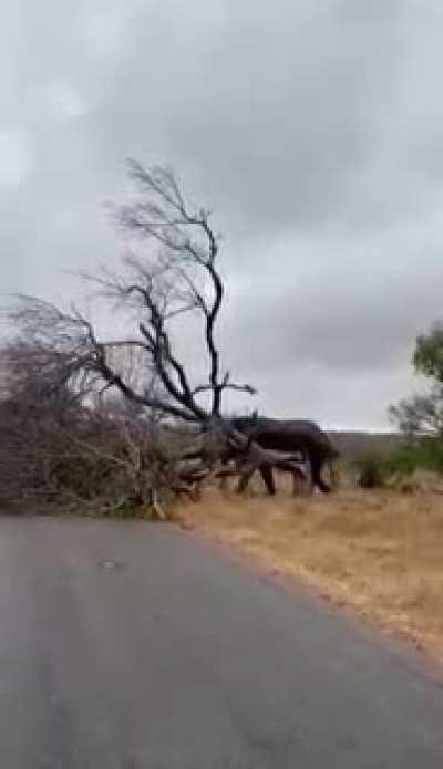 Lets put this tree in the way!