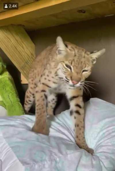 Saw this on Facebook and thought you guys would appreciate it. This is Goliath from CARE, a sanctuary in Texas! He has some fresh biscuits for you.