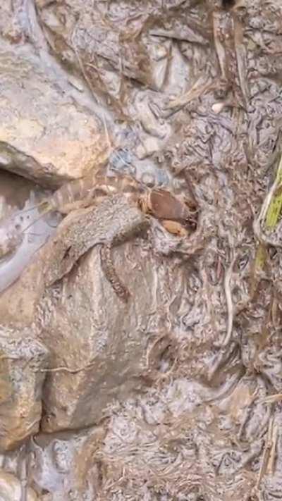 Help identify: found in middle Tennessee underwater in my water cutoff box by the road.