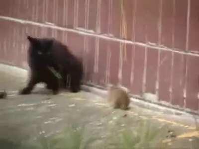 Shoreline Rat Attack