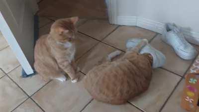 guess which one has the brain cell today