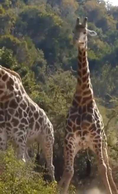🔥 Giraffe fighting
