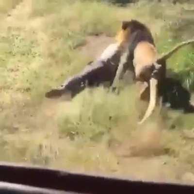 Man dragged away by Lion after going into enclosure