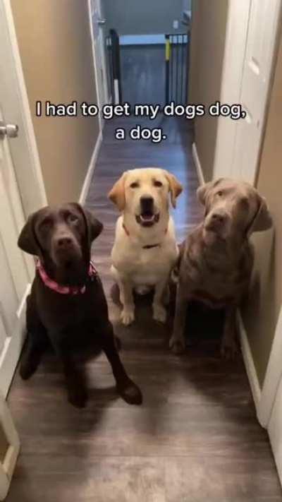 Amazing Dog's Reaction!!!!!!!!