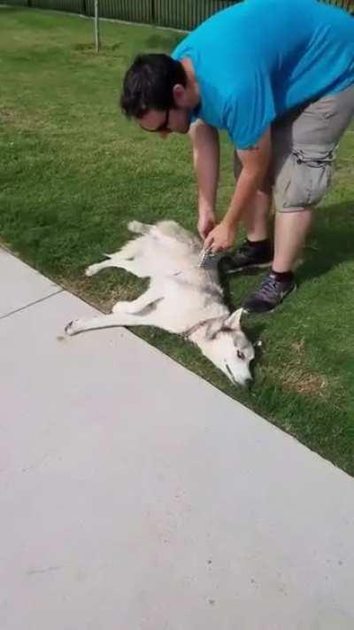 Dakota throwing another tantrum leaving the dog park...