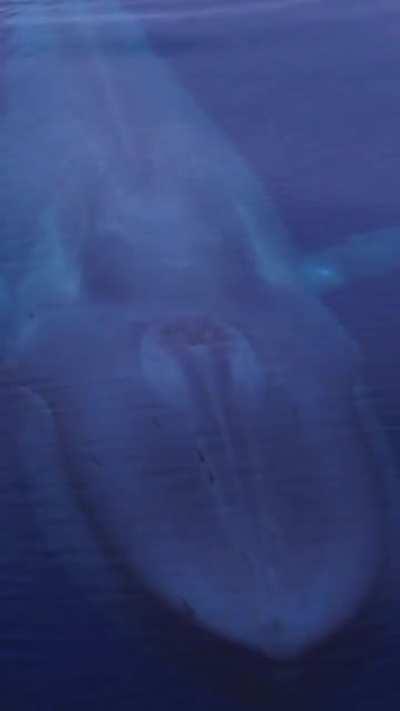 Just the largest animal on our planet coming up for air - first look on IG I thought this was a sub!!!
