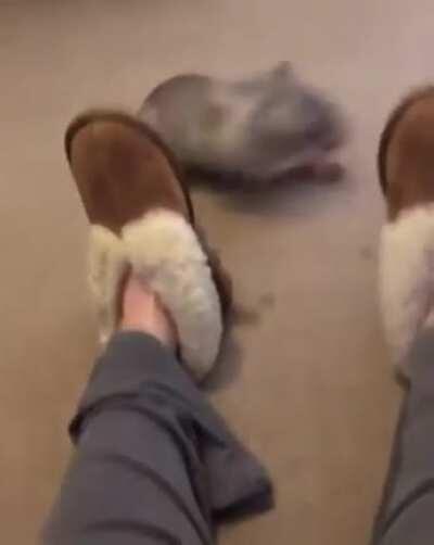 What's this animal I just saw on the video? Btw, if you know anything about it, is it wild, or pet material? Thank you