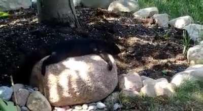 Lazy squirrel ignores danger and lays flat on rock during mid-day