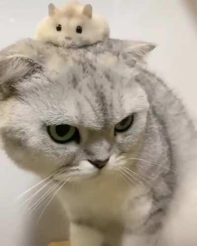 An interesting title