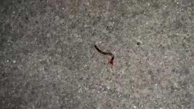 🎌 White Loafer Lovers  ⬜Plateaus