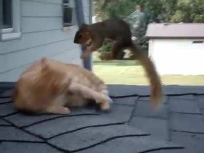 Squirrel plays with a cat :3