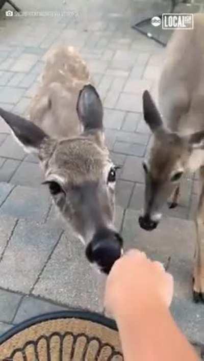 A deer proudly displays its baby to a human friend. 🦌