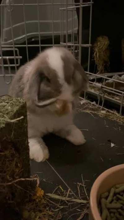 When you just can’t reach the goodest bit of ear