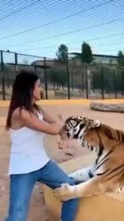 to sit for a picture with a tiger