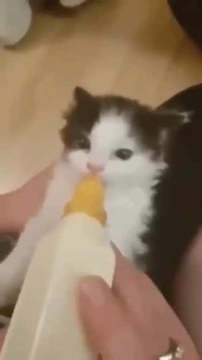 Smol criminal enjoying lunch