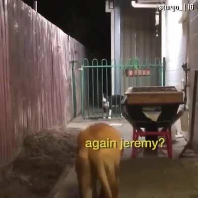 What getting help from the senior dev feels like