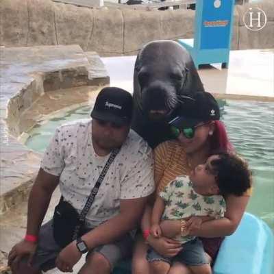 Sea Lion is a posing expert