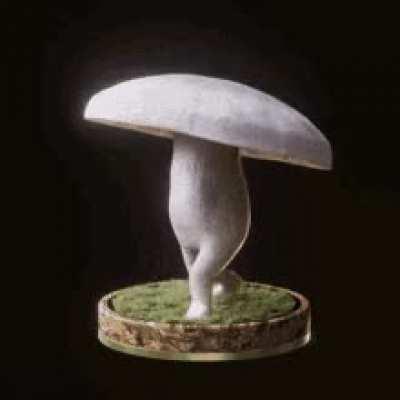 (you are bipedal mushroom) What if a FLY went and buzzed and sat on your CAP