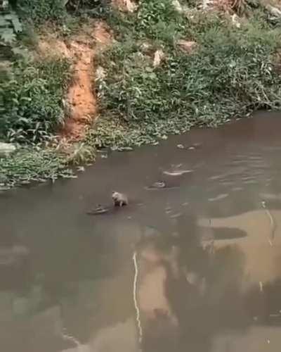 PEGA NOIS MUQUINHA 🥶🤙