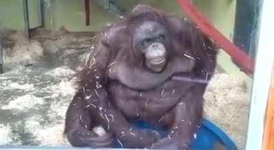 No not monkey brother