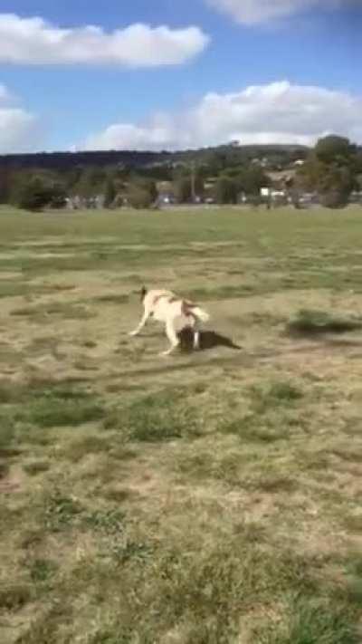 AERIAL THREAT - GET DOWN MR PRESIDENT