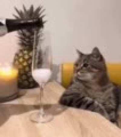 Champagne and cat, happy New Year!