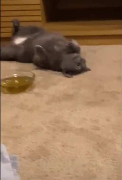 Cat high on cat nip tea