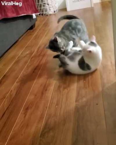 Catculated Attack