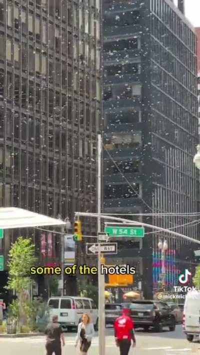bee swarm in nyc