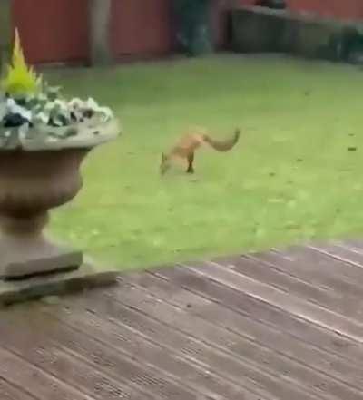 This two-legged fox has been spotted in Derbyshire, UK. The Derbyshire Wildlife Trust said that they never saw anything like this in the wild before: yet the animal looks relatively healthy & appears to have adapted to life on two legs.