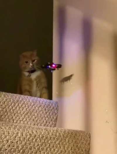 Cat vs Drone