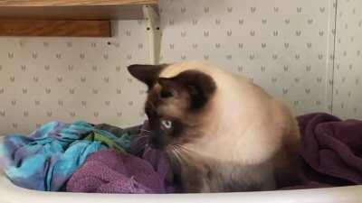 Buddy was clearly alarmed when his nap was interrupted by the washer going into the spin cycle! Lol!