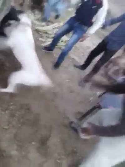 There was an attempt to break a dog fight