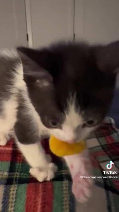 Kitten binkie