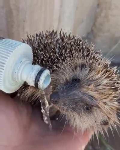 Helping a fellow hedgehog