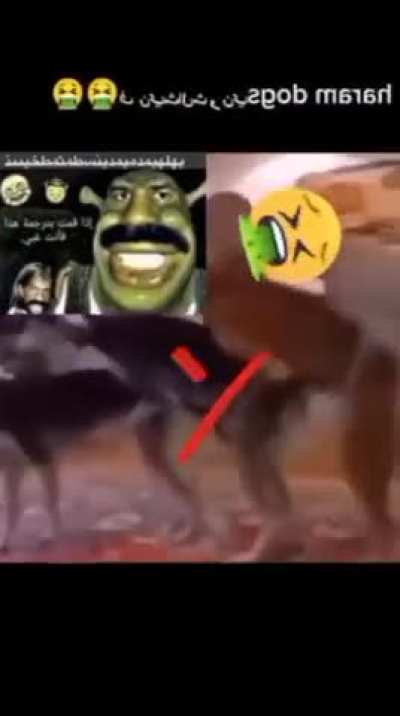 gay arabic haram dogs sex